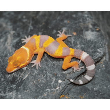 Sunglow gecko