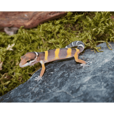 Leopardgecko Baby