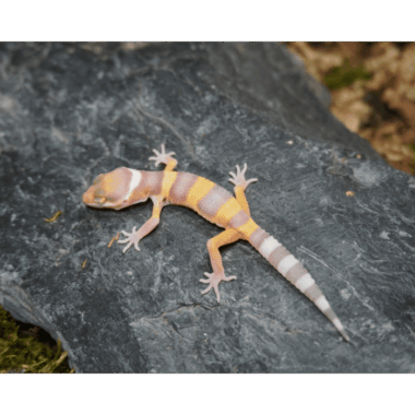 Tremper Baby