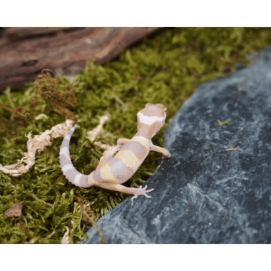 Gecko Baby