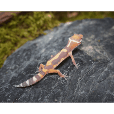 Gecko Baby