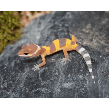Tangerine Gecko Baby