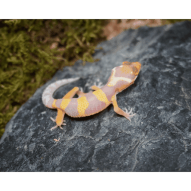 Gecko für Wüstenterrarien