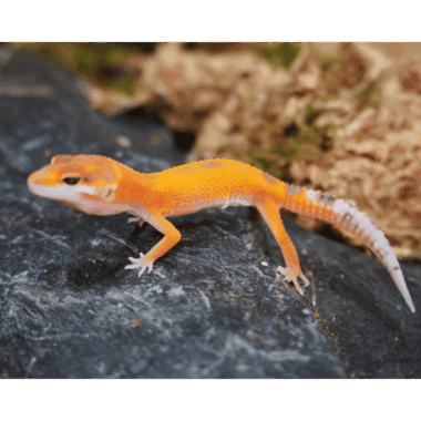 Sunglow Gecko