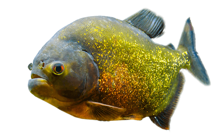 LIzard-Lounge-Slider-Piranha-2