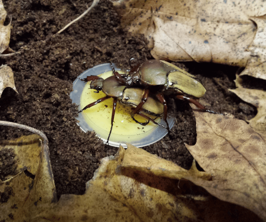 Blatthornkäfer bei der Paarung. Auch Brauner Rosenkäfer genannt