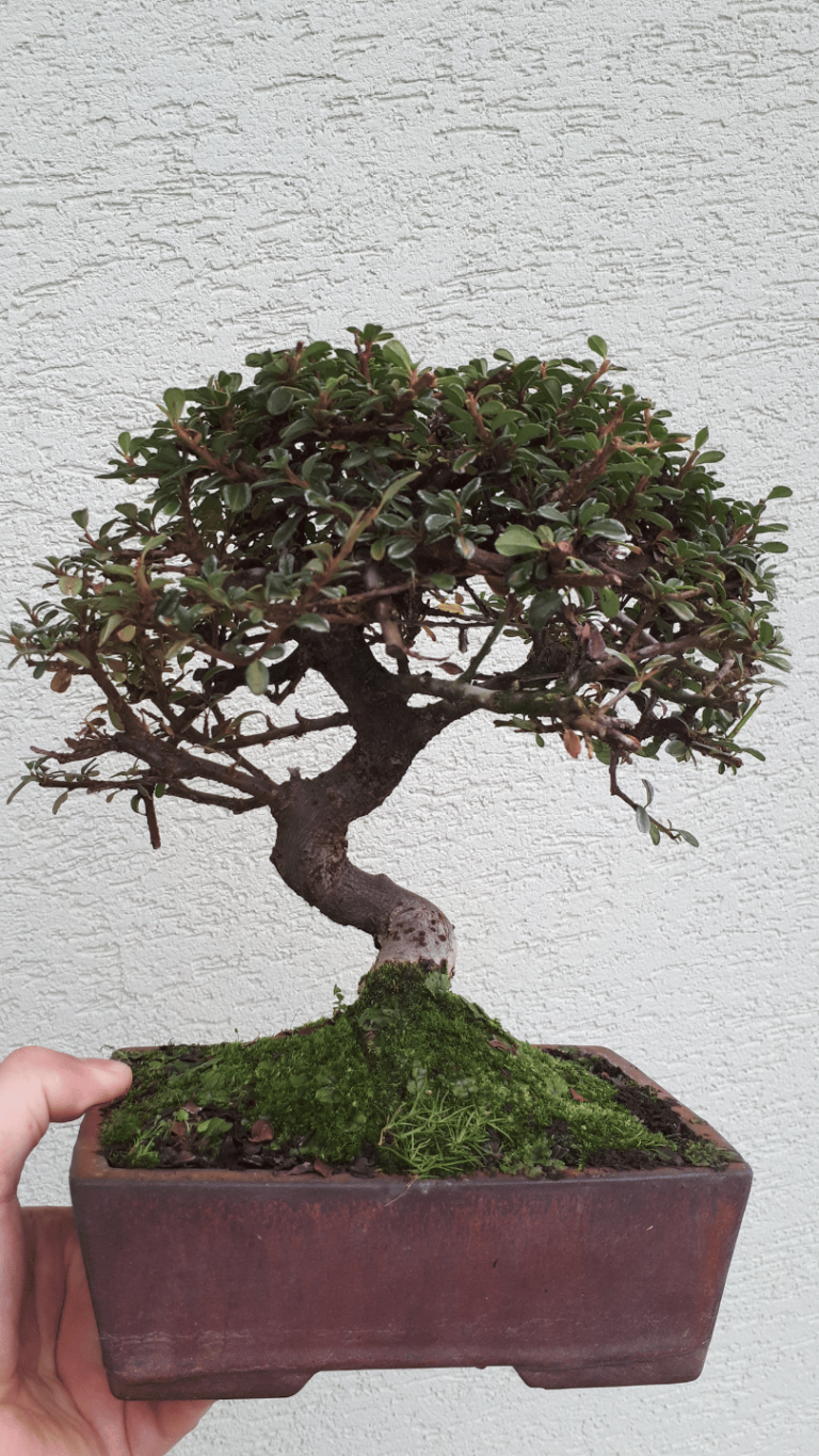 Mispel Bonsai