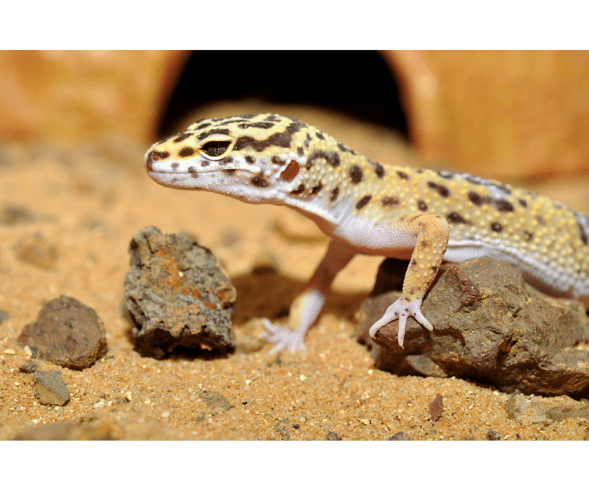 Habistat Digi Leopardgecko Bedding 6