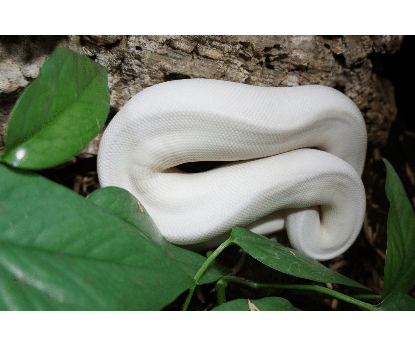 Königspython, Enchi Blackhead Freeway (♀) Lizard Lounge