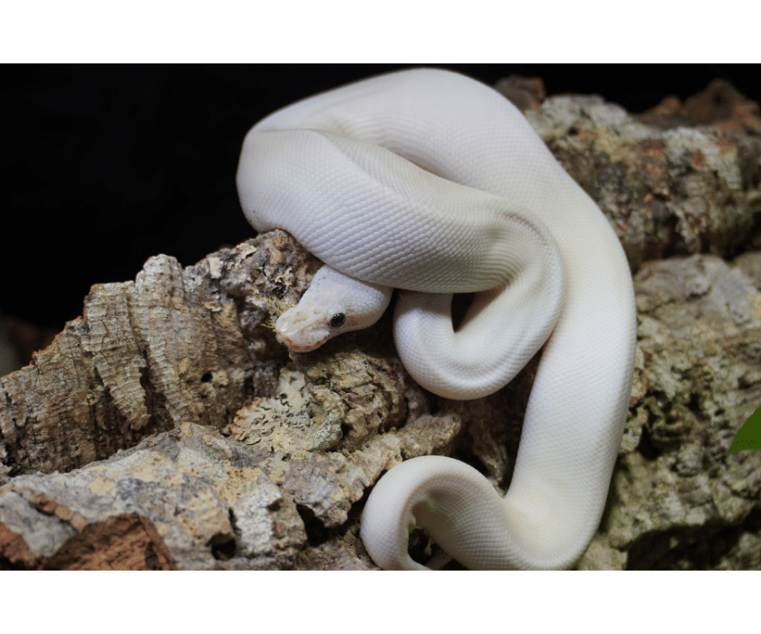 Königspython, Enchi Blackhead Freeway (♀) Lizard Lounge