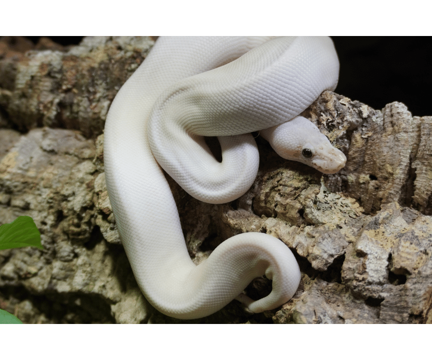 Königspython, Enchi Blackhead Freeway (♀) Lizard Lounge