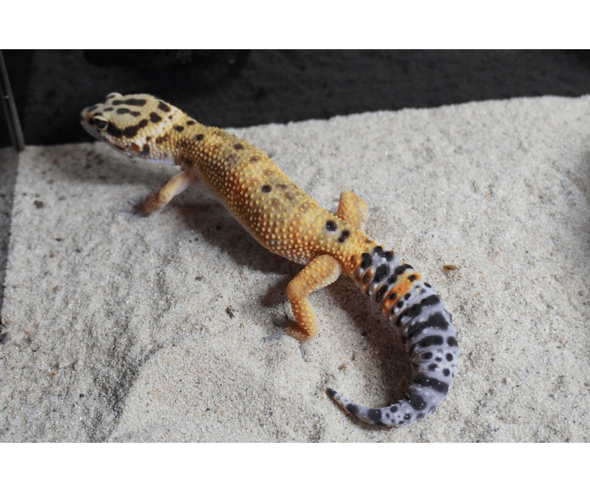 Leopardgecko lavender zwei