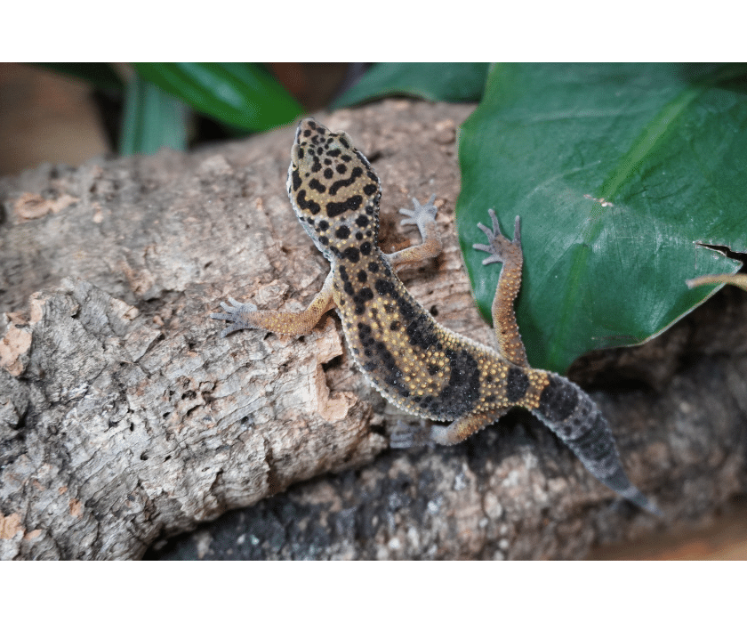 Leopardgecko nominat Juv1