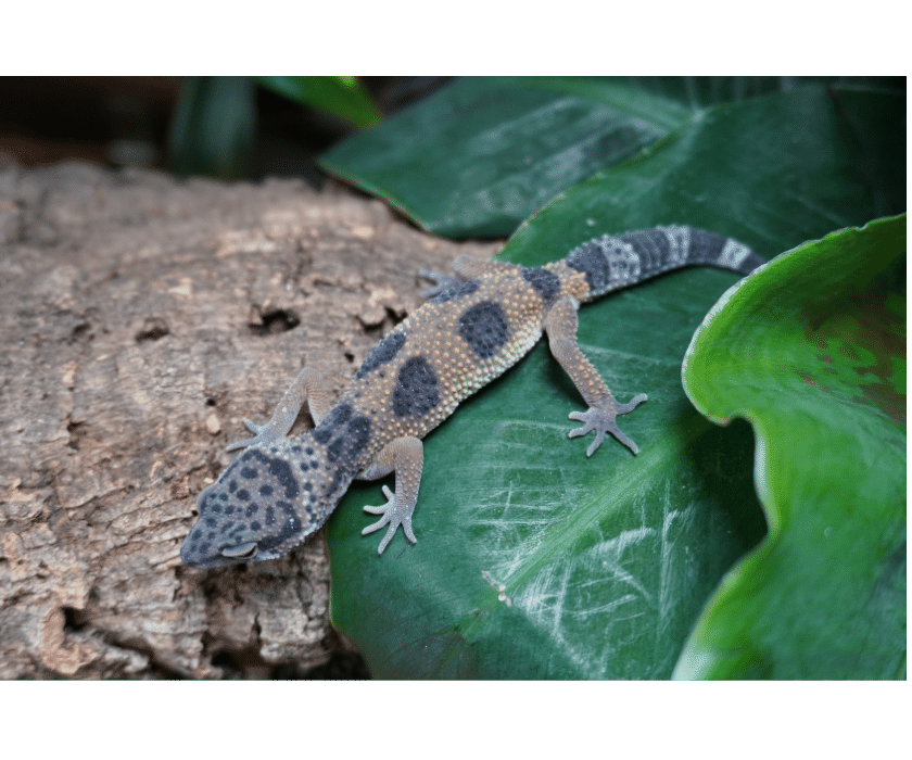 Leopardgecko nominat Juv2 1