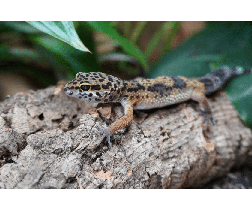 Leopardgecko nominat Juv2