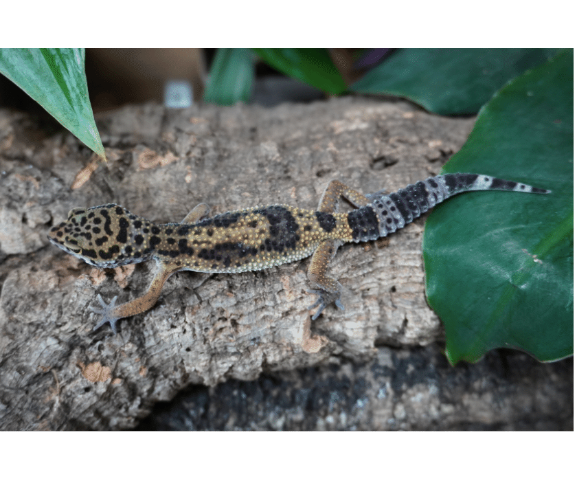 Leopardgecko nominat Juv3