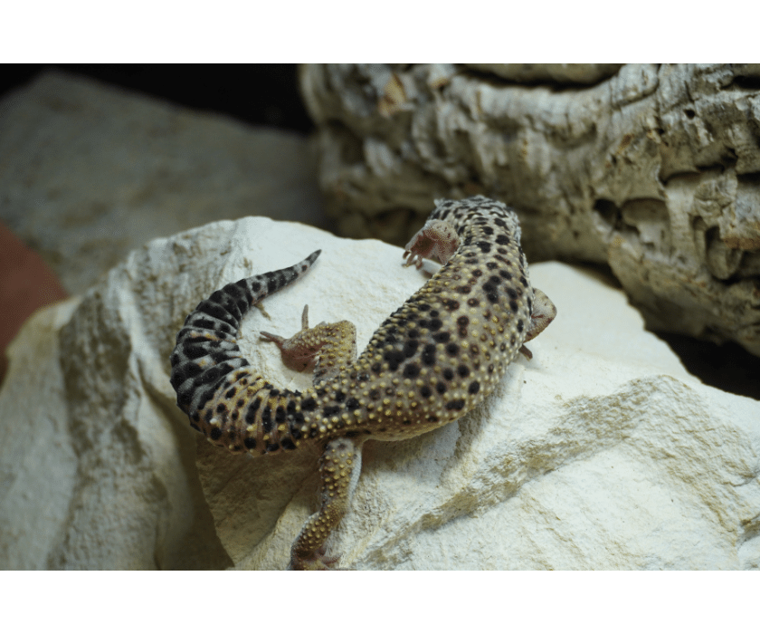 Leopardgecko nominat w Adult1