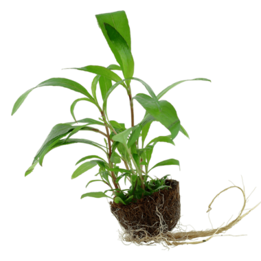 Pflanzeninformation Typ: Stängelpflanze Herkunft: Asien Wuchsschnelligkeit: Mittel Höhe: 15 - 30+ Lichtansprüche: Niedrig CO2 : Niedrig