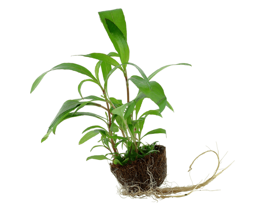Pflanzeninformation Typ: Stängelpflanze Herkunft: Asien Wuchsschnelligkeit: Mittel Höhe: 15 - 30+ Lichtansprüche: Niedrig CO2 : Niedrig