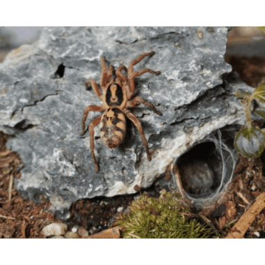 Bunte Rotfußvogelspinne