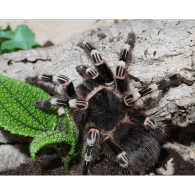 Acanthoscurria Geniculata