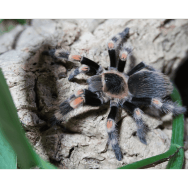 Brachypelma Hamori