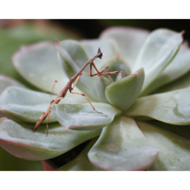 Verkauft! Große Astmantis