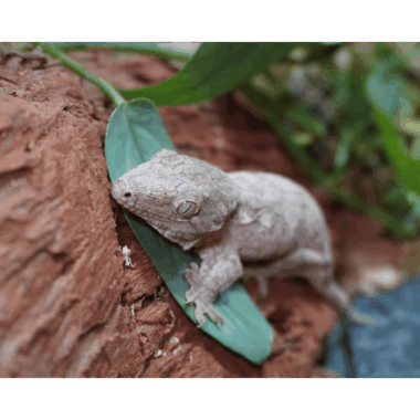 Neukaledonischer Kronengecko