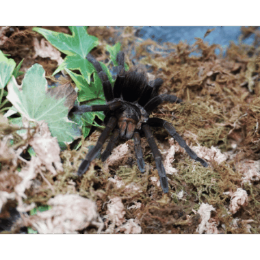 Pamphobeteus sp. Paisa