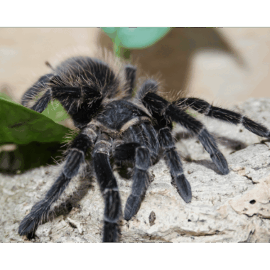 Brasilianische riesenvogelspinne
