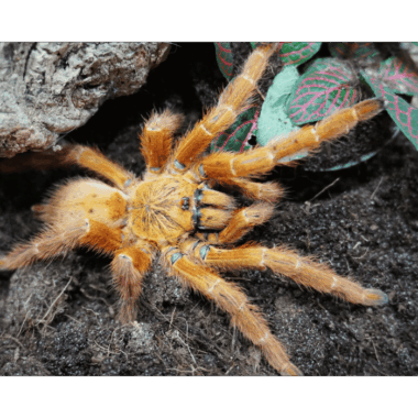 Pterinochylus Murinus