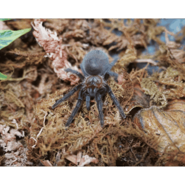 Schröders Vogelspinne