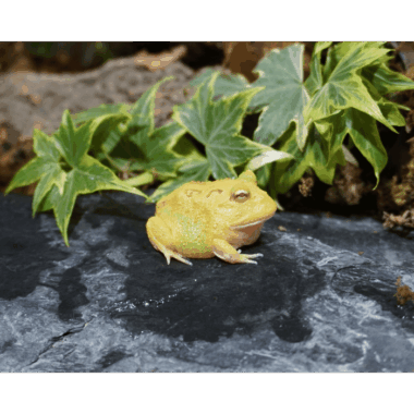 Pikachu Schmuckhornfrosch
