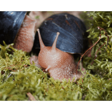 Achatschnecke