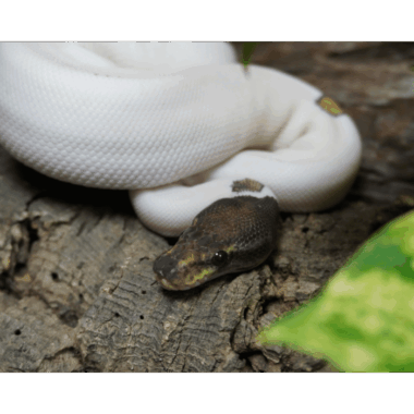 Mojave Pied