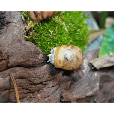 Zurzeit Verkauft! Afrikanische Riesen-Achatschnecke Creme (Ovum)