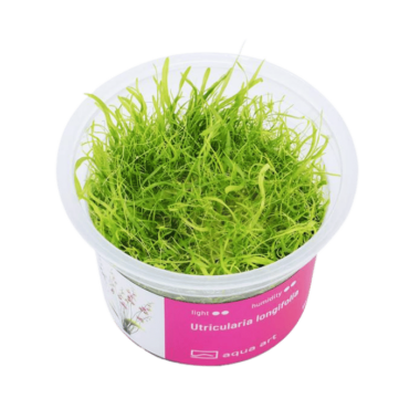 Langer Wasserschlauch, Utricularia longifolia