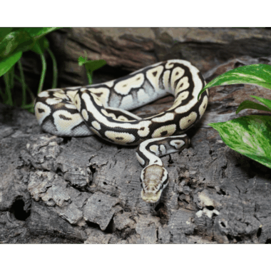 Pastel Spotnose Orange Dream