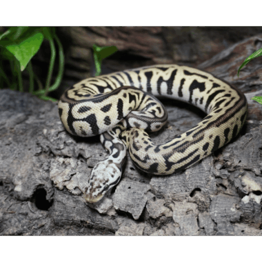 Pastel Leopard Spotnose Het Clown