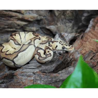 Wunderschöne Grünäugige Python