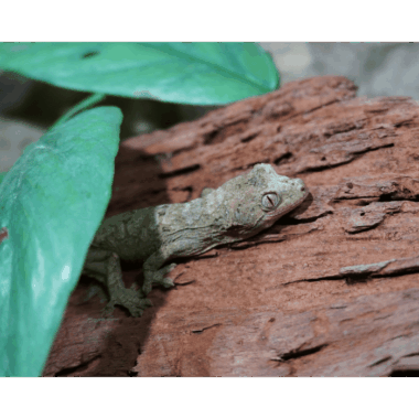 CHahoua Gecko Mainland