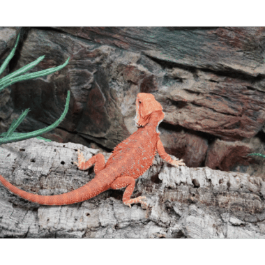 Bloodred Bartagame