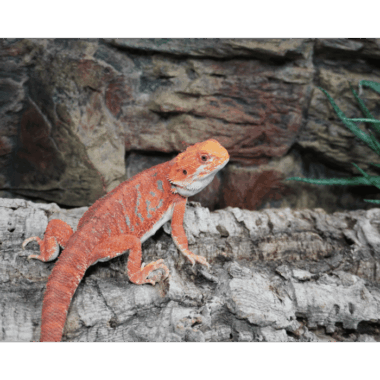 Bloodred Bartagame