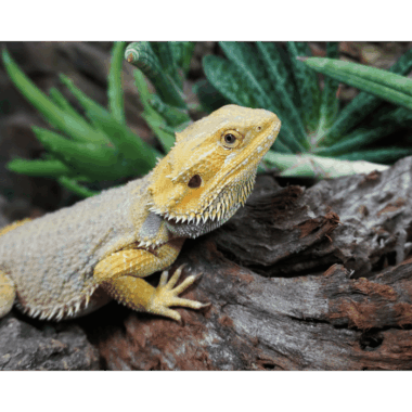 Bartagame Zitrus ?