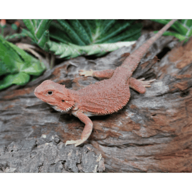 Superred Bartagame
