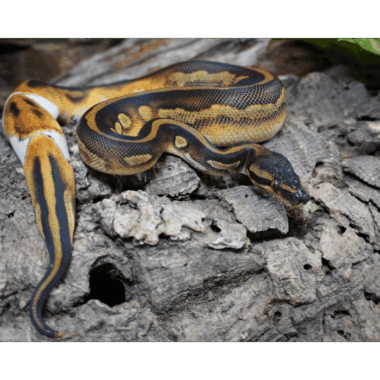 Wunderschöne Pied Königspython