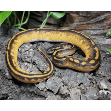 Enchi Pastel GH Pied Männchen