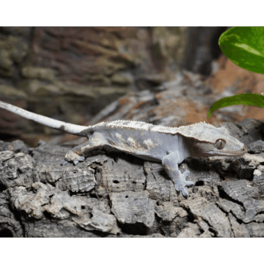 Gecko in der häutung