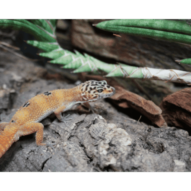 Ein Leopardgecko aus der Zucht von der Lizard Lounge