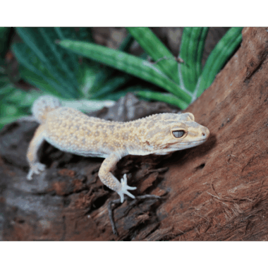 Striped tremper